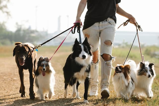 side-hustle-ideas-in-the-uk-pet-walking